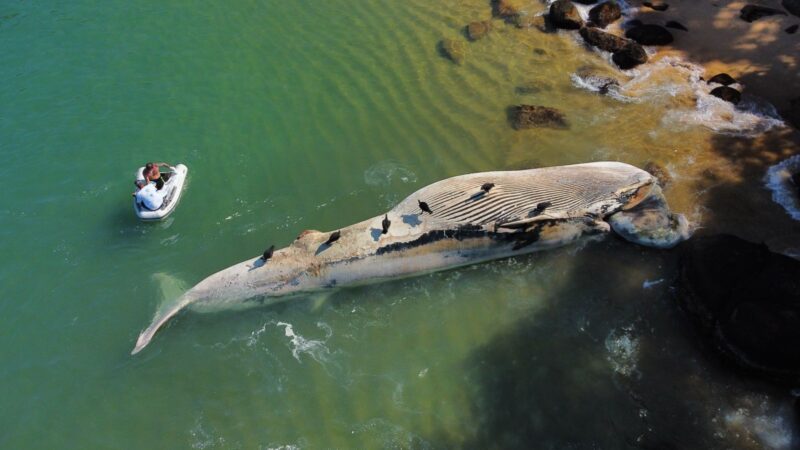 BALEIA É ENCONTRADA MORTA EM LITORAL