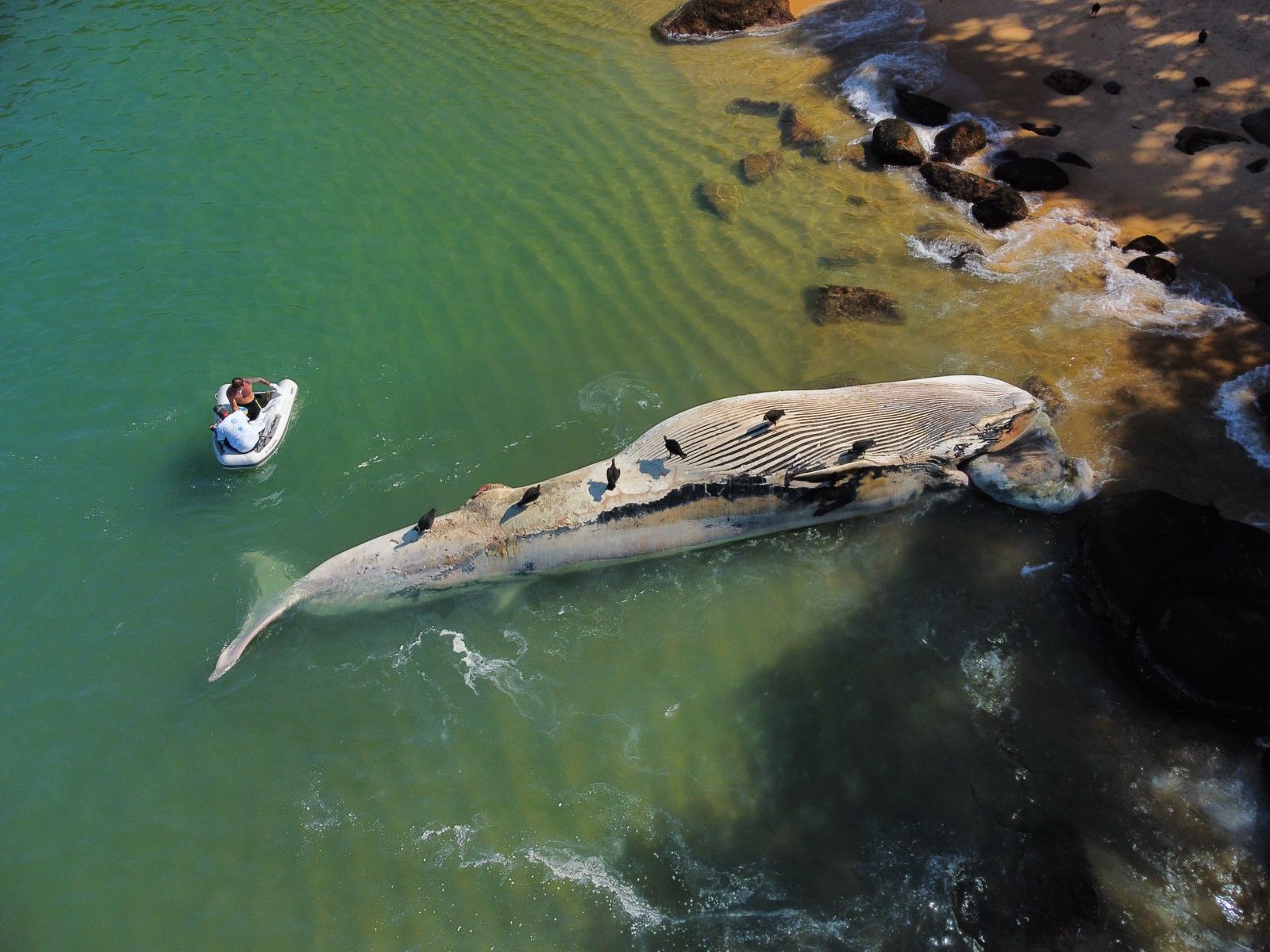 BALEIA É ENCONTRADA MORTA EM LITORAL