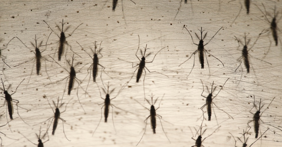 COM MAIS DE 15 ÓBITOS POR DENGUE NO VALE, REGIÃO ATINGE A MARCA DE 97 MORTES PELA DOENÇA DE ACORDO COM A SECETARIA ESTADUAL DE SAÚDE