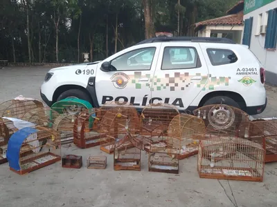 POLÍCIA AMBIENTAL APRENDE 24 AVES SILVESTRE MANTIDAS EM CATIVEIRO NA CIDADE DE PINDAMONHANGABA